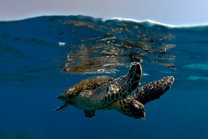 Brown turtle swimming in ocean