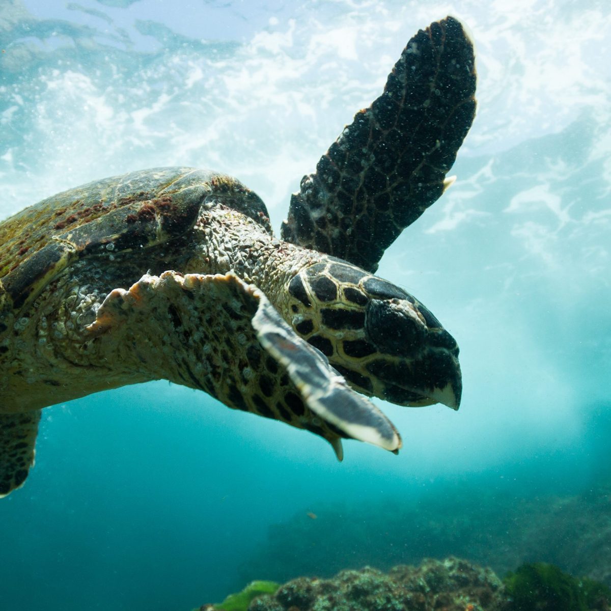 Byron Bay Whale Watching | Snorkelling and turtle school - Byron Bay